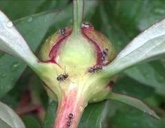 Lasius