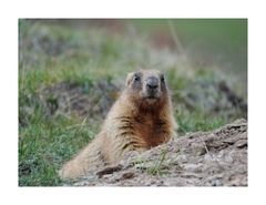 Marmota baibacina