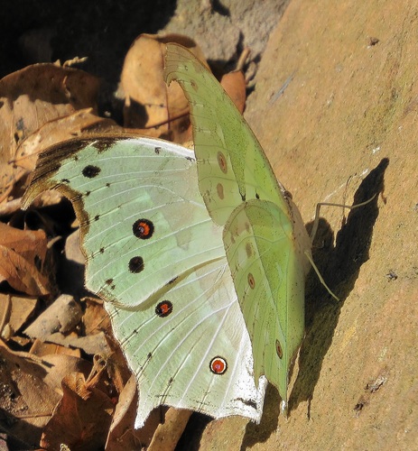 Common Mother-of-Pearl