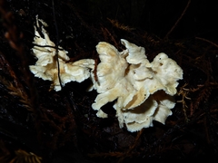 Cantharellus insignis