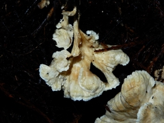 Cantharellus insignis