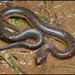 Chinese Water Snake - Photo (c) Skink Chen, some rights reserved (CC BY-NC-ND)