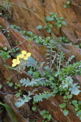 Coincya monensis cheiranthos