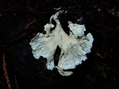 Cantharellus insignis