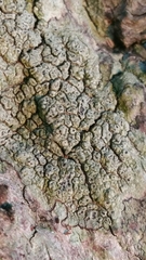 Pertusaria hymenea