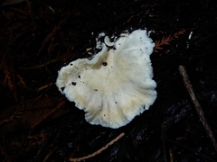 Cantharellus insignis