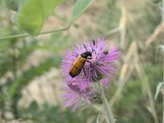 Mylabris quadripunctata