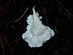 Cantharellus insignis