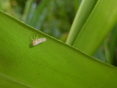 Omolicna