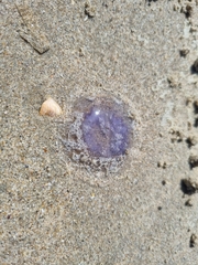 Scyphozoa