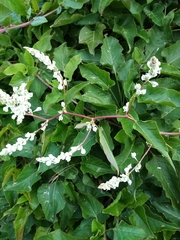 Koenigia polystachya