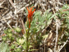 Castilleja minor stenantha
