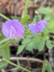 Lathyrus bijugatus