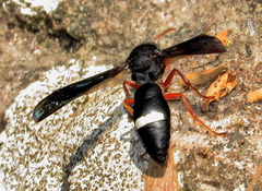 Anterhynchium grayi