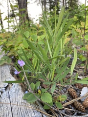 Lathyrus bijugatus