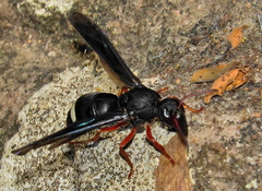 Anterhynchium grayi