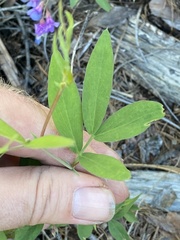 Lathyrus bijugatus