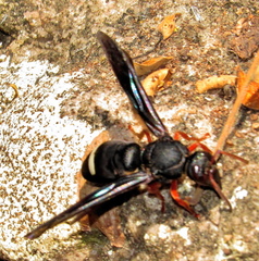 Anterhynchium grayi