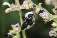 Xylocopa