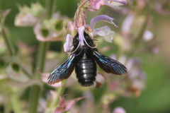 Xylocopa