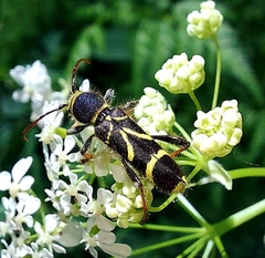 Cyrtoclytus capra