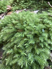 Pyrrhobryum paramattense