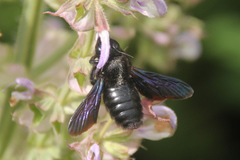 Xylocopa