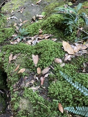 Pyrrhobryum paramattense