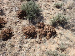 Cryptomys hottentotus