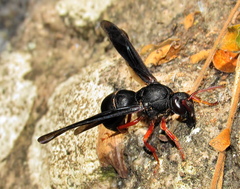 Anterhynchium grayi