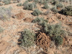 Cryptomys hottentotus