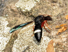 Anterhynchium grayi