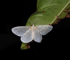 Genusa