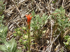 Castilleja minor stenantha