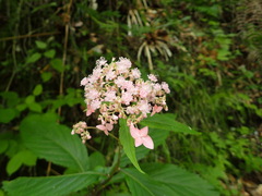 Hydrangea alternifolia