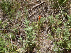 Castilleja minor stenantha