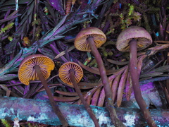 Pseudobaeospora deckeri