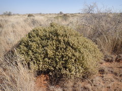 Melolobium microphyllum