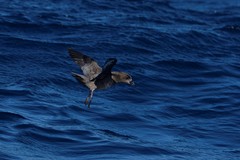 Pterodroma solandri