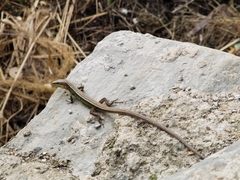 Takydromus septentrionalis