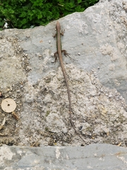 Takydromus septentrionalis