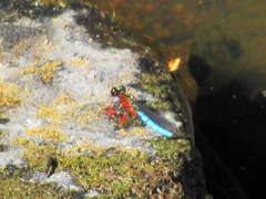 Platycypha caligata caligata