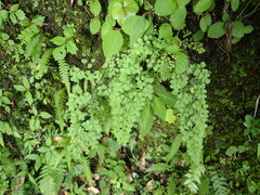 Adiantum monochlamys