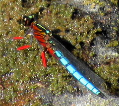 Platycypha caligata caligata
