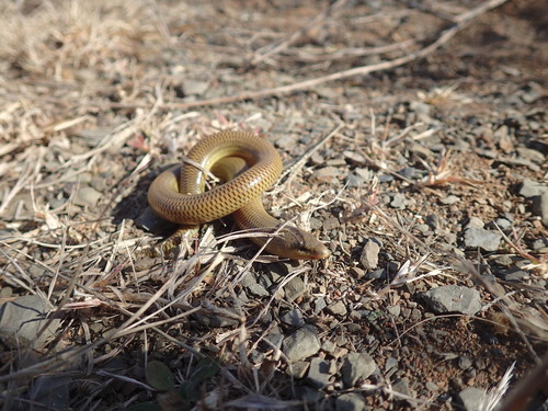 Thin-tailed Legless Skink