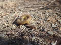 Acontias gracilicauda