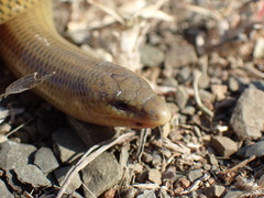 Acontias gracilicauda