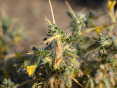 Melolobium microphyllum