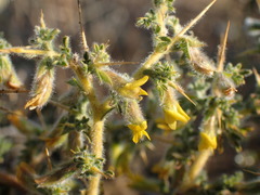 Melolobium microphyllum