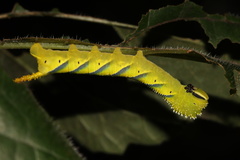 Acherontia